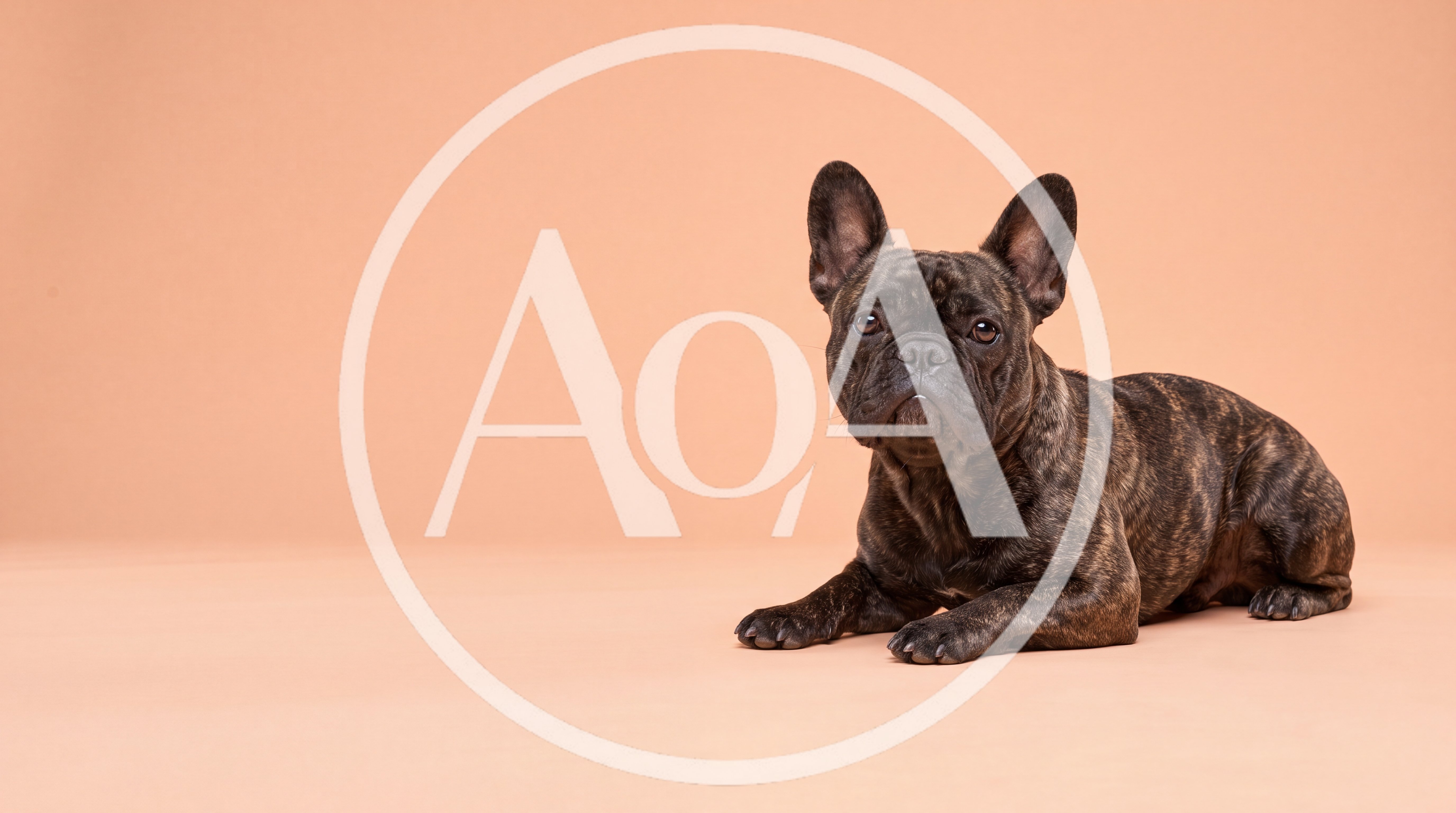 Brindle French Bulldog Lying Down on Peach Background