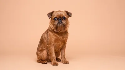 Brussels Griffon Dog Sitting on Beige Background