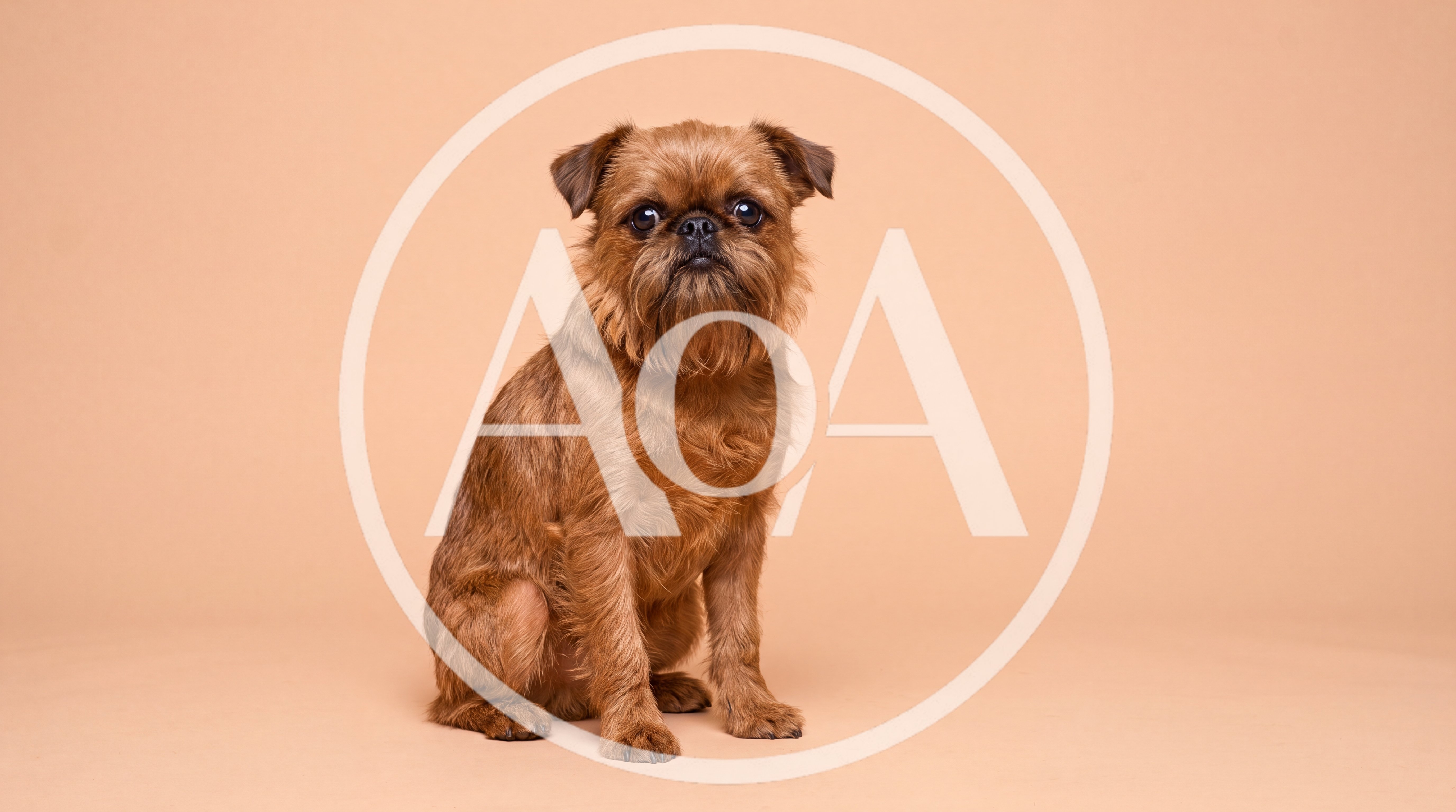 Brussels Griffon Dog Sitting on Beige Background