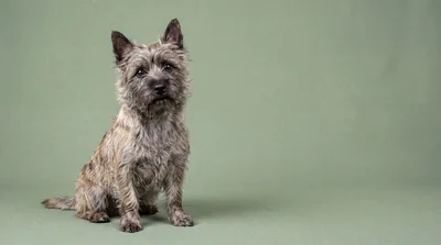 Cairn Terrier Dog Sitting on Green Background