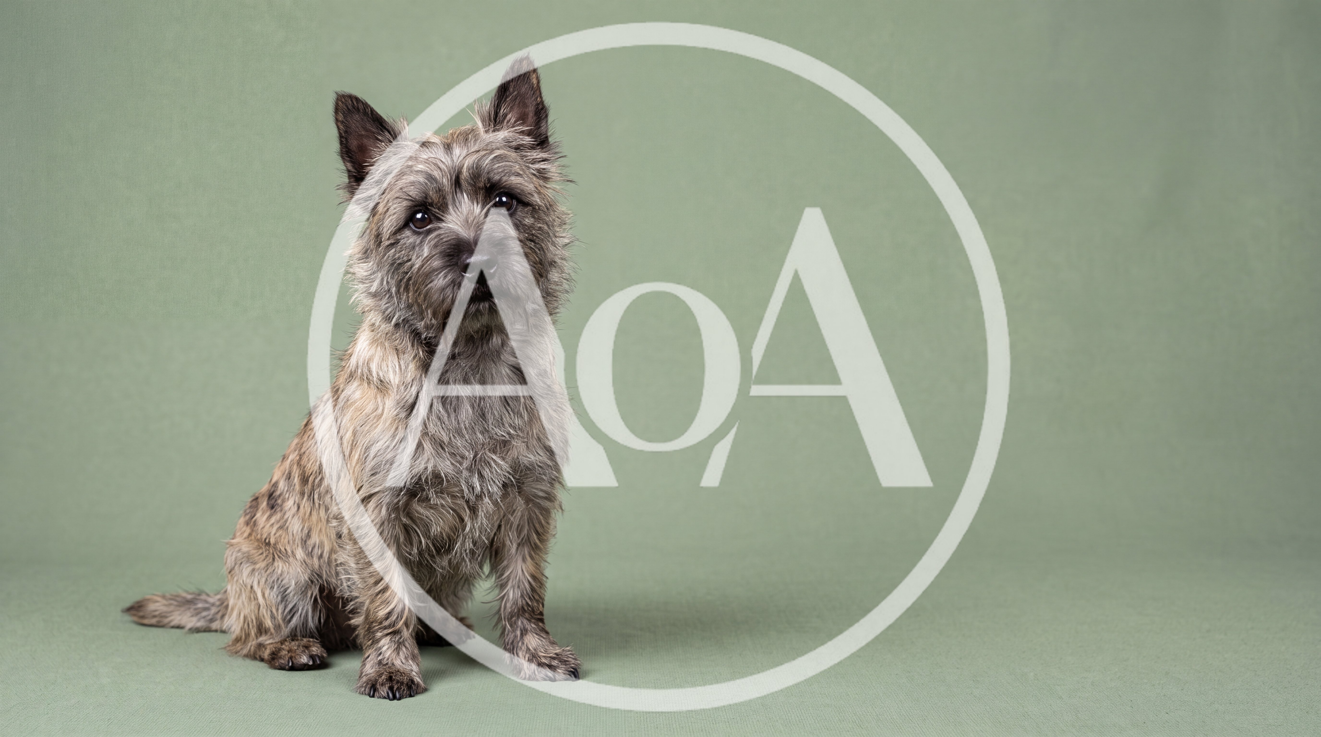 Cairn Terrier Dog Sitting on Green Background