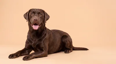 Chocolate Labrador Retriever Lying Down