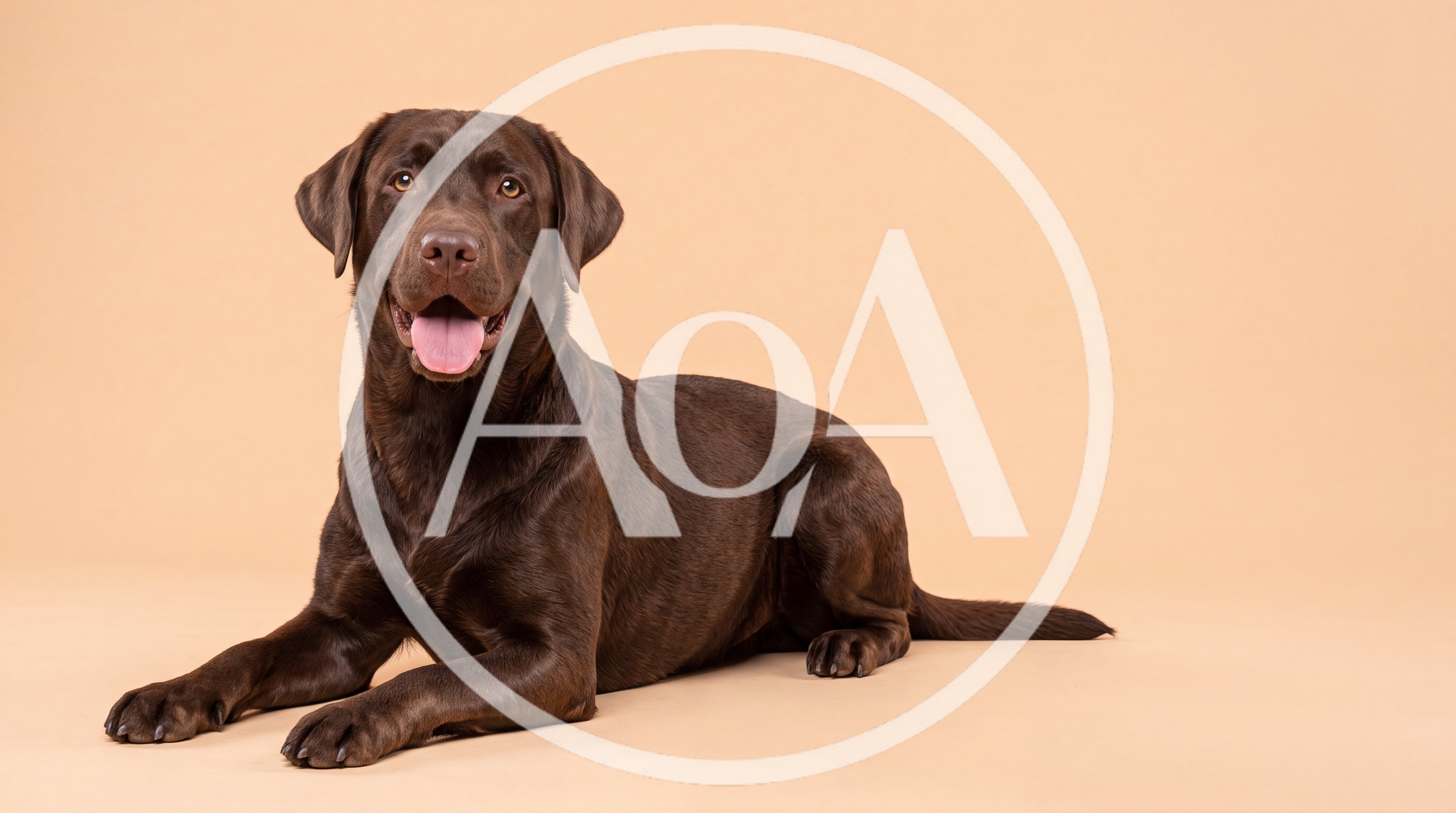 Chocolate Labrador Retriever Lying Down