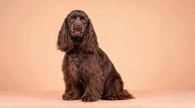 Studio Portrait Of A Brown English Cocker Spaniel