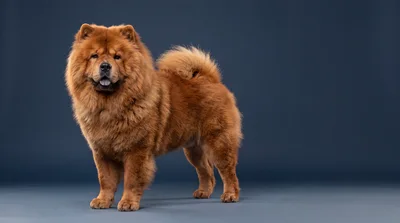 Studio Portrait Of A Fluffy Chow Chow Dog