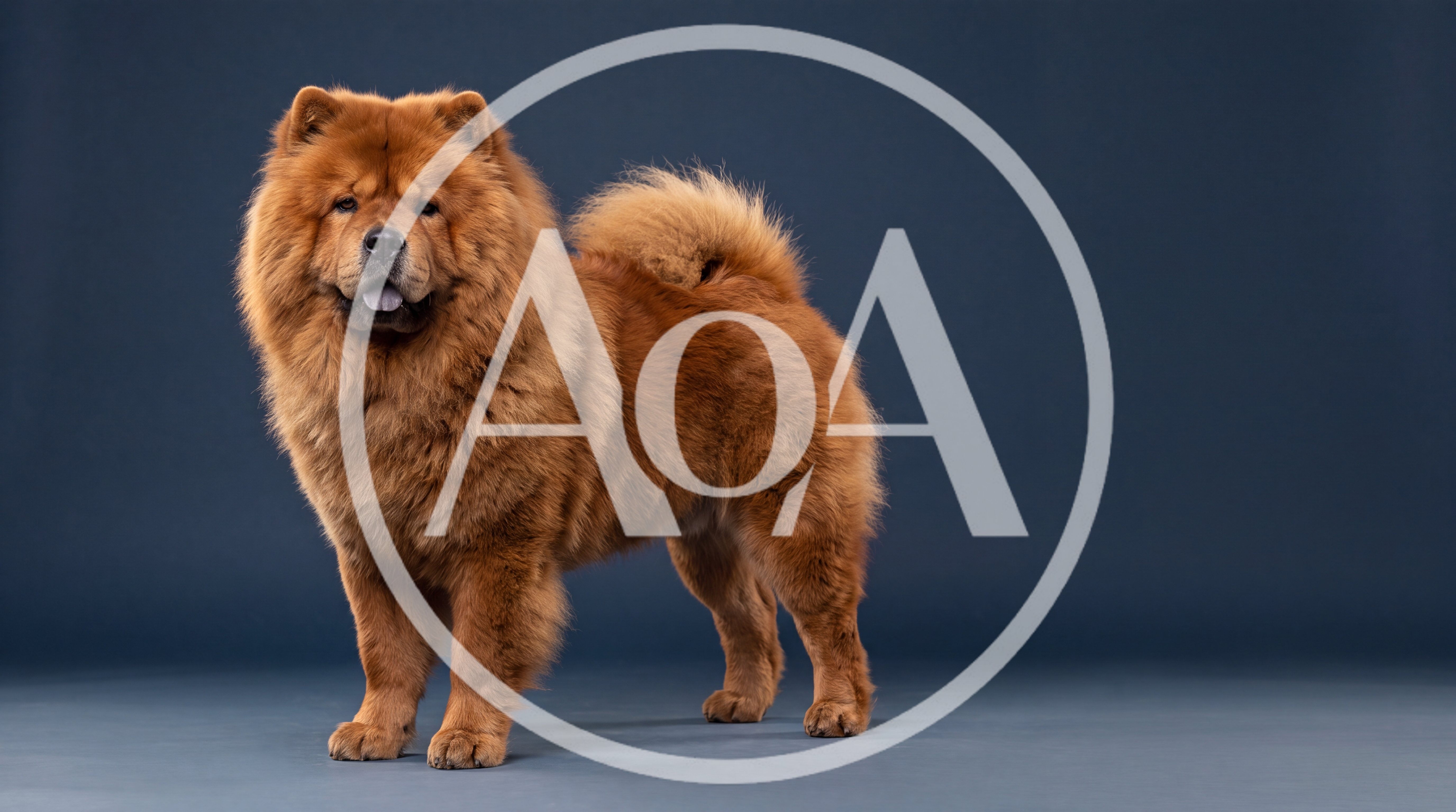 Studio Portrait Of A Fluffy Chow Chow Dog