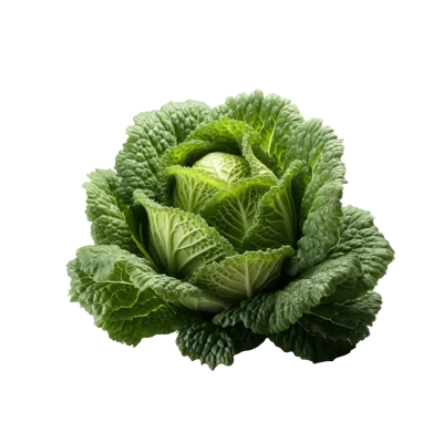 Fresh Whole Savoy Cabbage Isolated On White Background