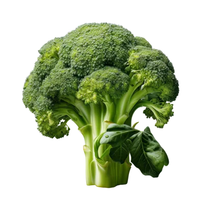 Fresh Green Broccoli Head Isolated On Black Background