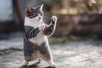Tabby Cat Standing Up In A Martial Arts Pose