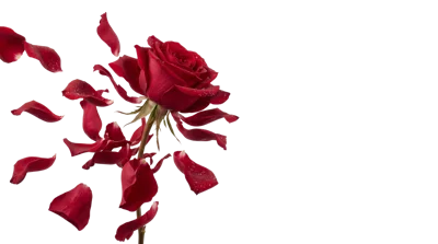 Red Rose With Falling Petals On White Background