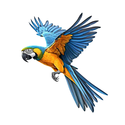 Blue and Yellow Macaw Flying Isolated on White