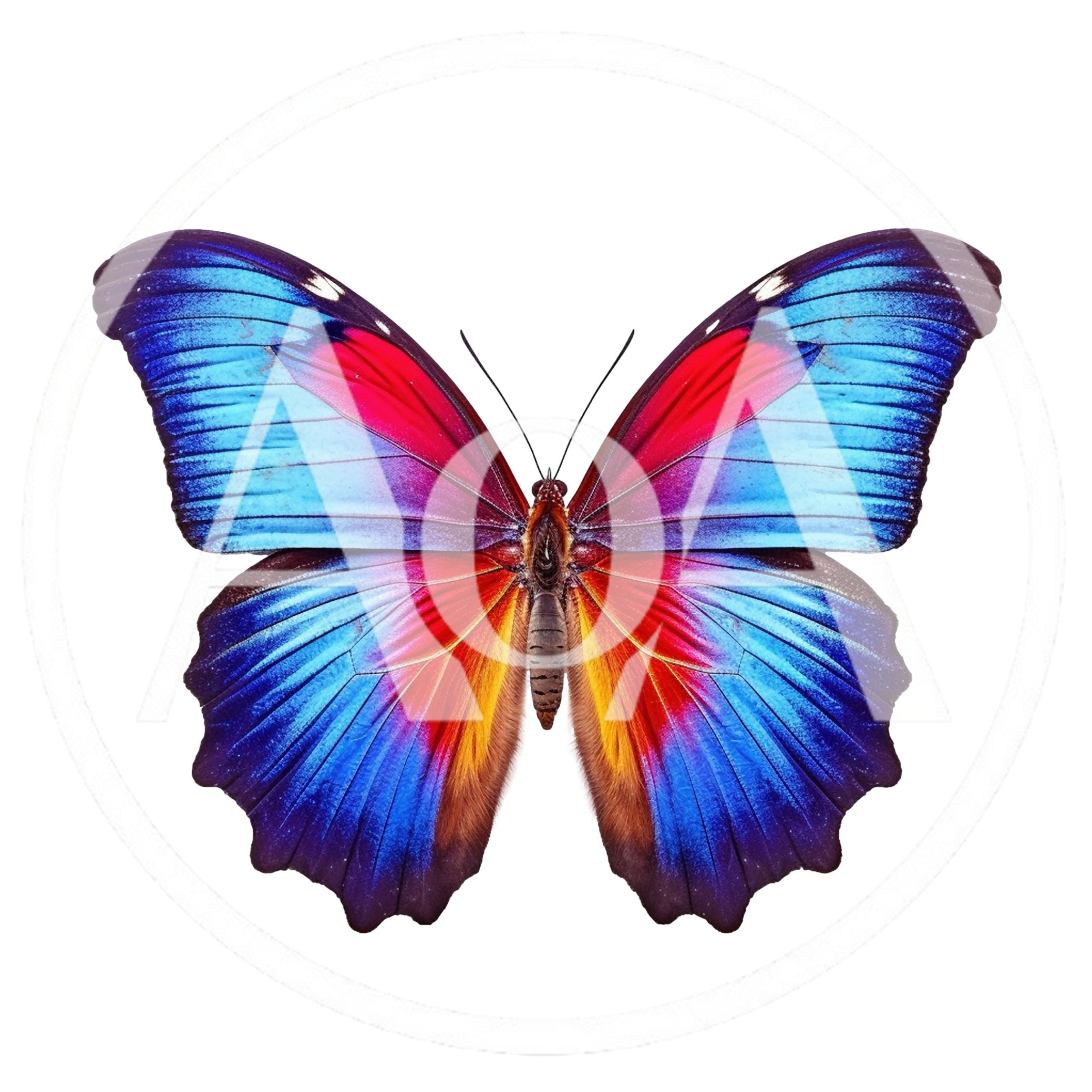 Vibrant Blue And Red Morpho Butterfly Isolated On White