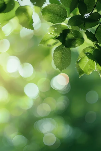 Sunlit Green Leaves With Soft Bokeh Background