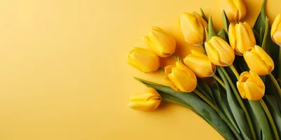 Bouquet of Fresh Yellow Tulips on Yellow Background