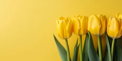Bright Yellow Tulips Against A Solid Yellow Background