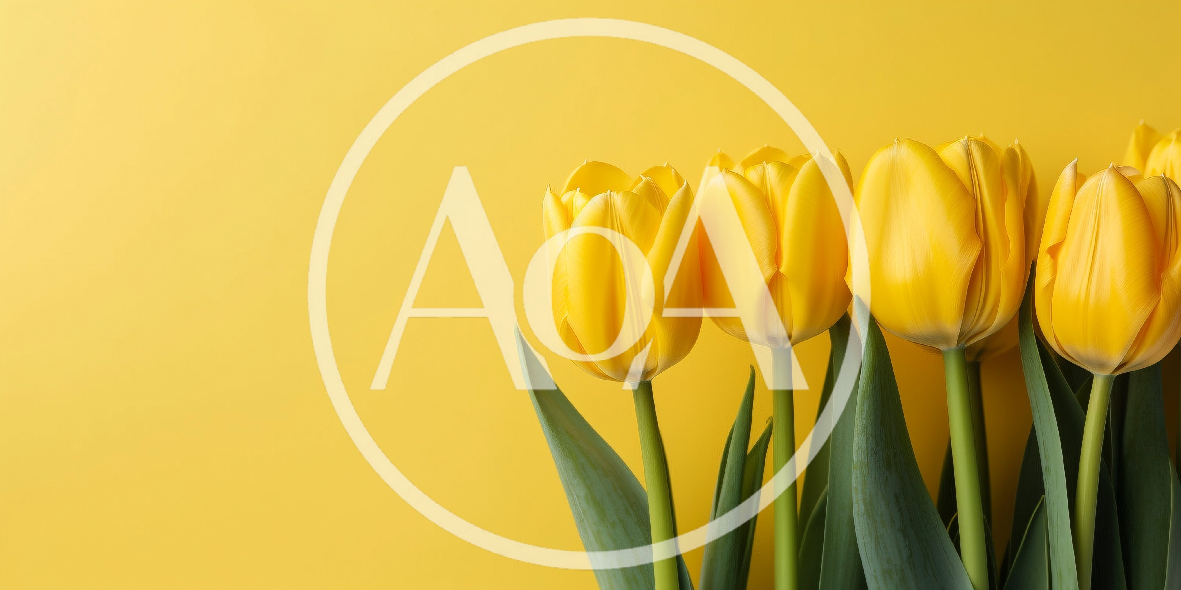 Bright Yellow Tulips Against A Solid Yellow Background