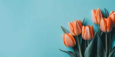 Orange Tulips Arranged On A Light Blue Background
