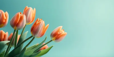 Orange Tulips Against A Soft Teal Background