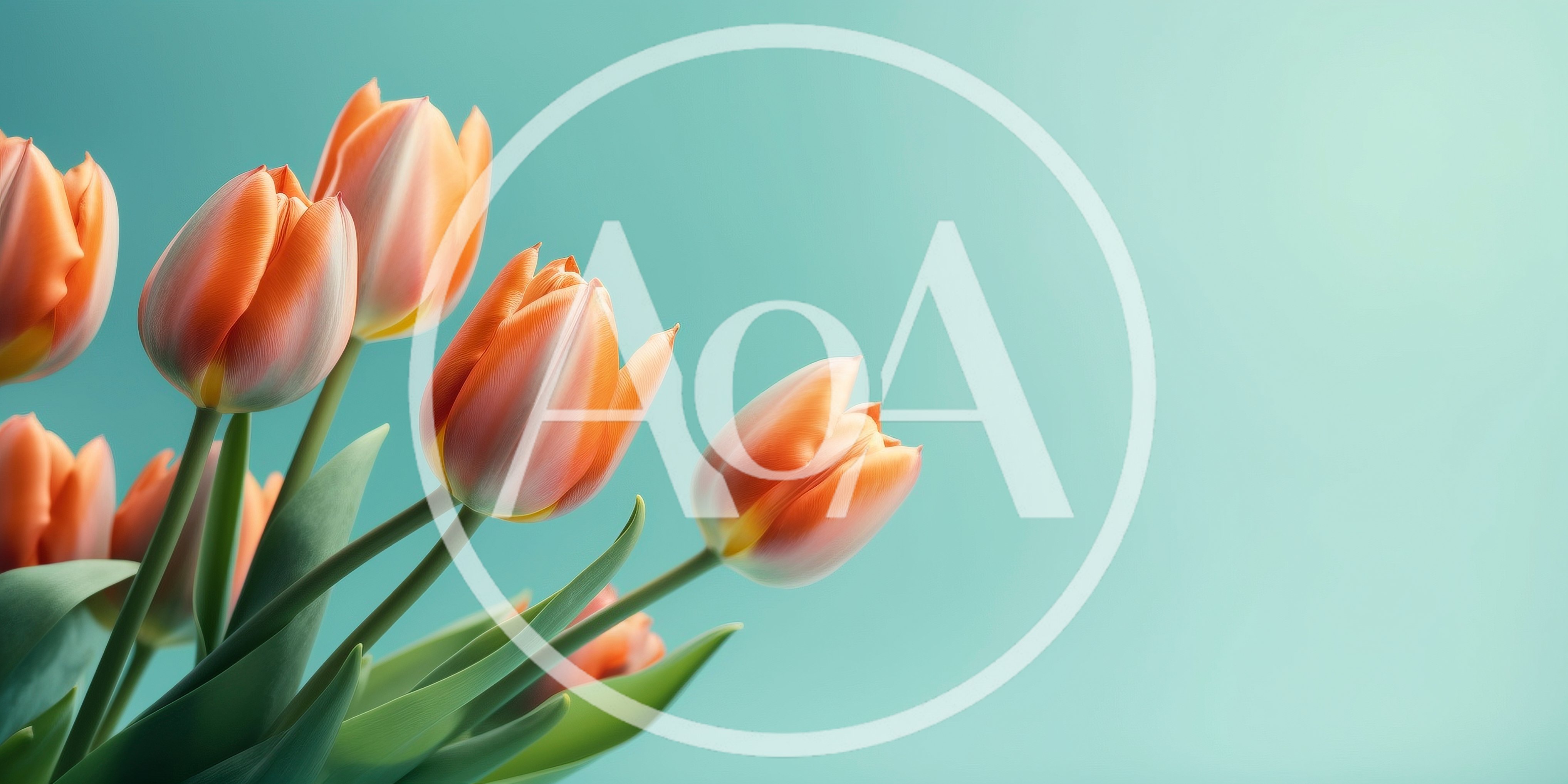 Orange Tulips Against A Soft Teal Background