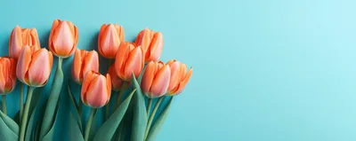 Orange Tulips Arranged On A Light Blue Background