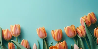 Orange Tulips Arranged on a Light Blue Background