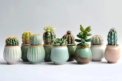 Collection Of Potted Succulents And Cacti On White Background