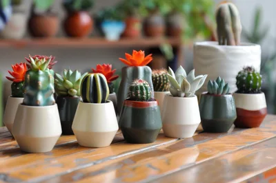 Collection Of Potted Succulents And Cacti On Wooden Table