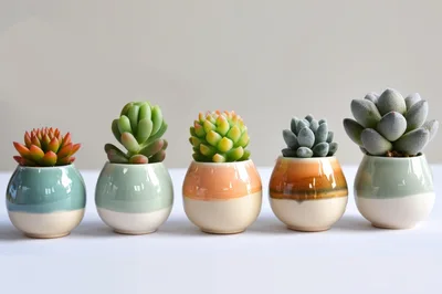 Five Potted Succulent Plants In Ceramic Vases