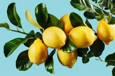 Fresh Yellow Lemons Hanging On A Branch