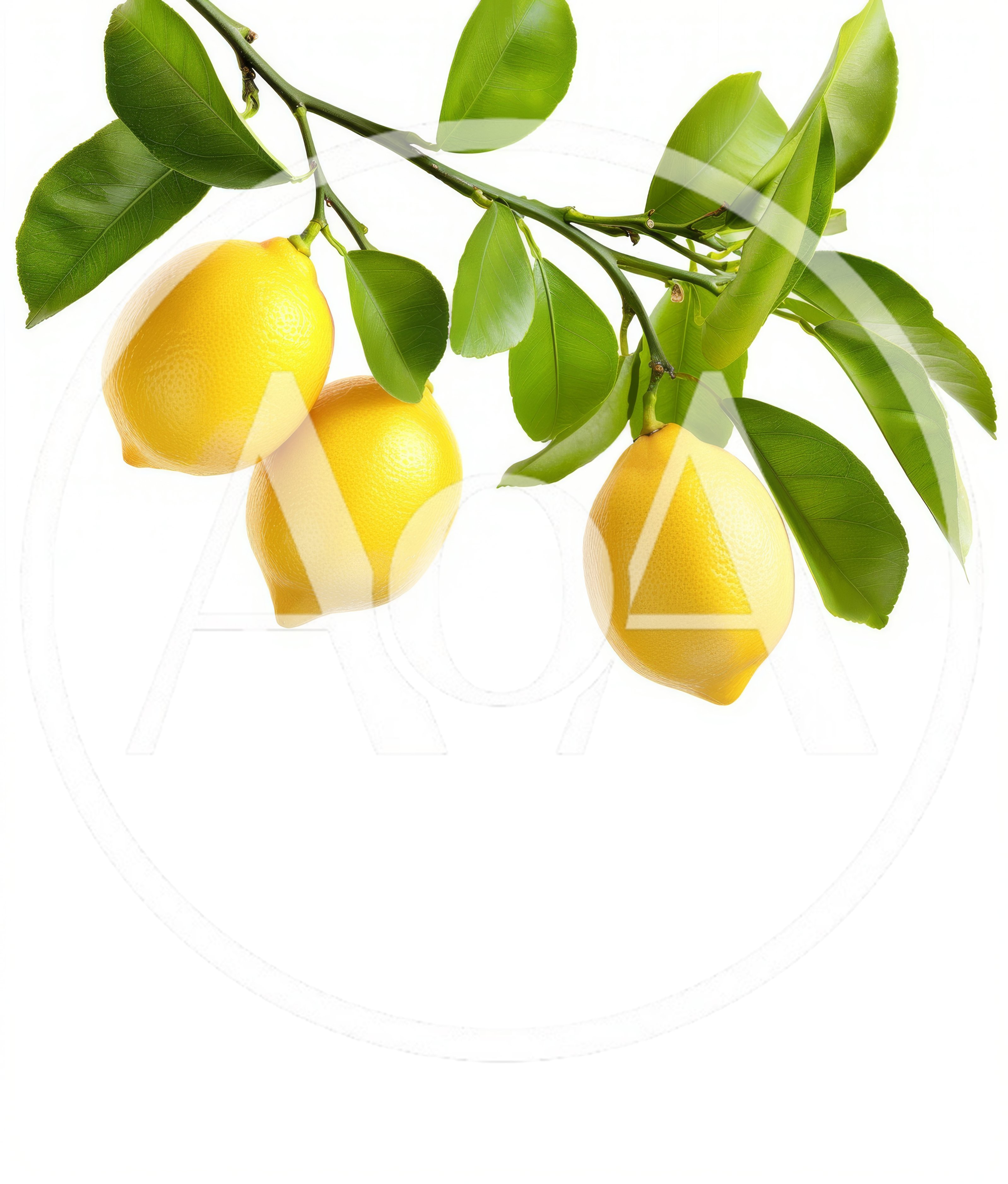 Three Fresh Yellow Lemons Hanging On A Branch