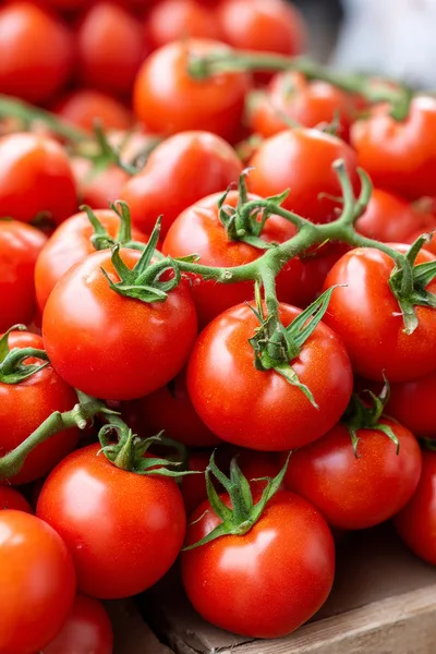 Fresh Red Tomatoes on the Vine
