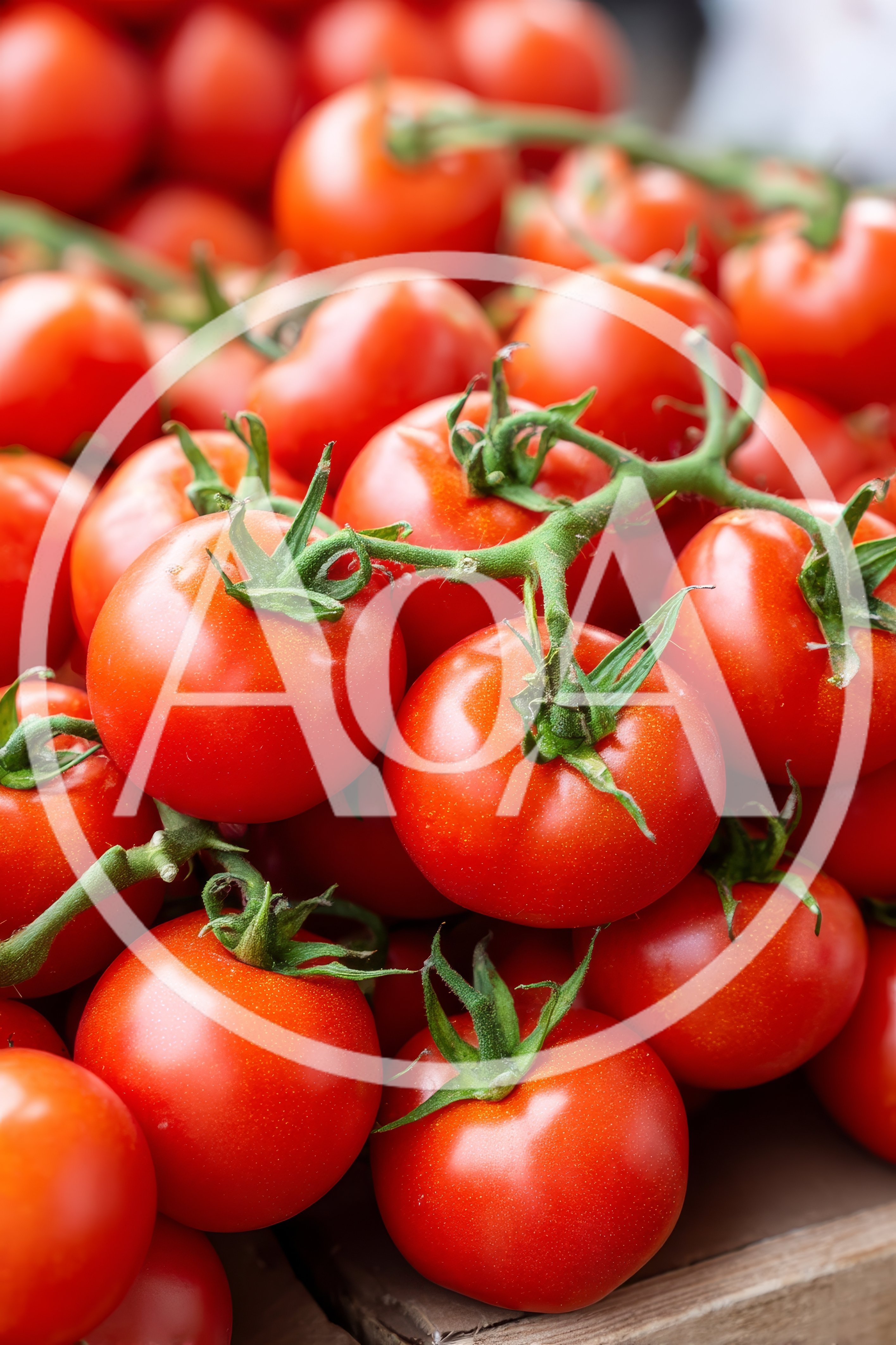 Fresh Red Tomatoes on the Vine