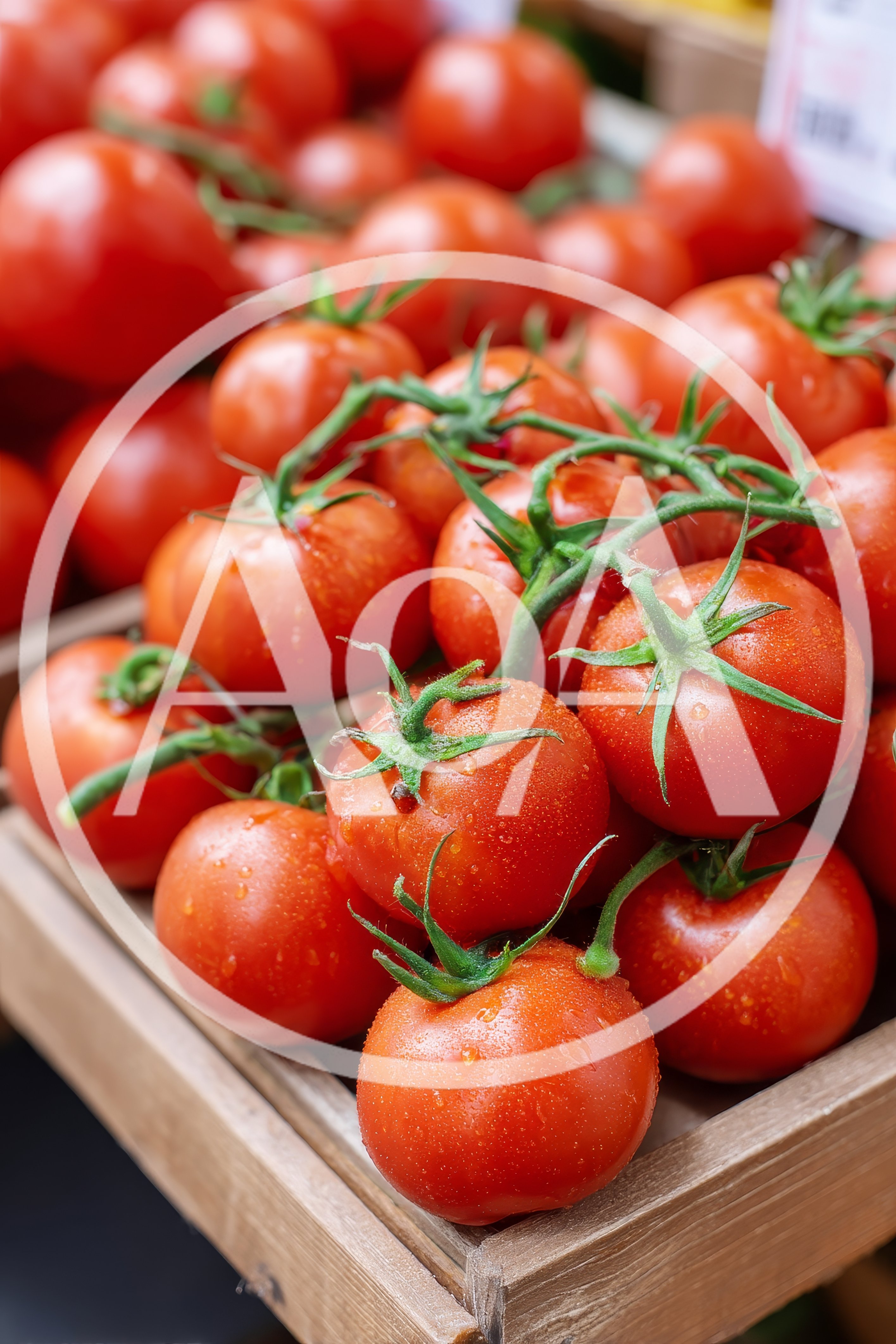 Fresh Red Tomatoes on the Vine in Wooden Crate