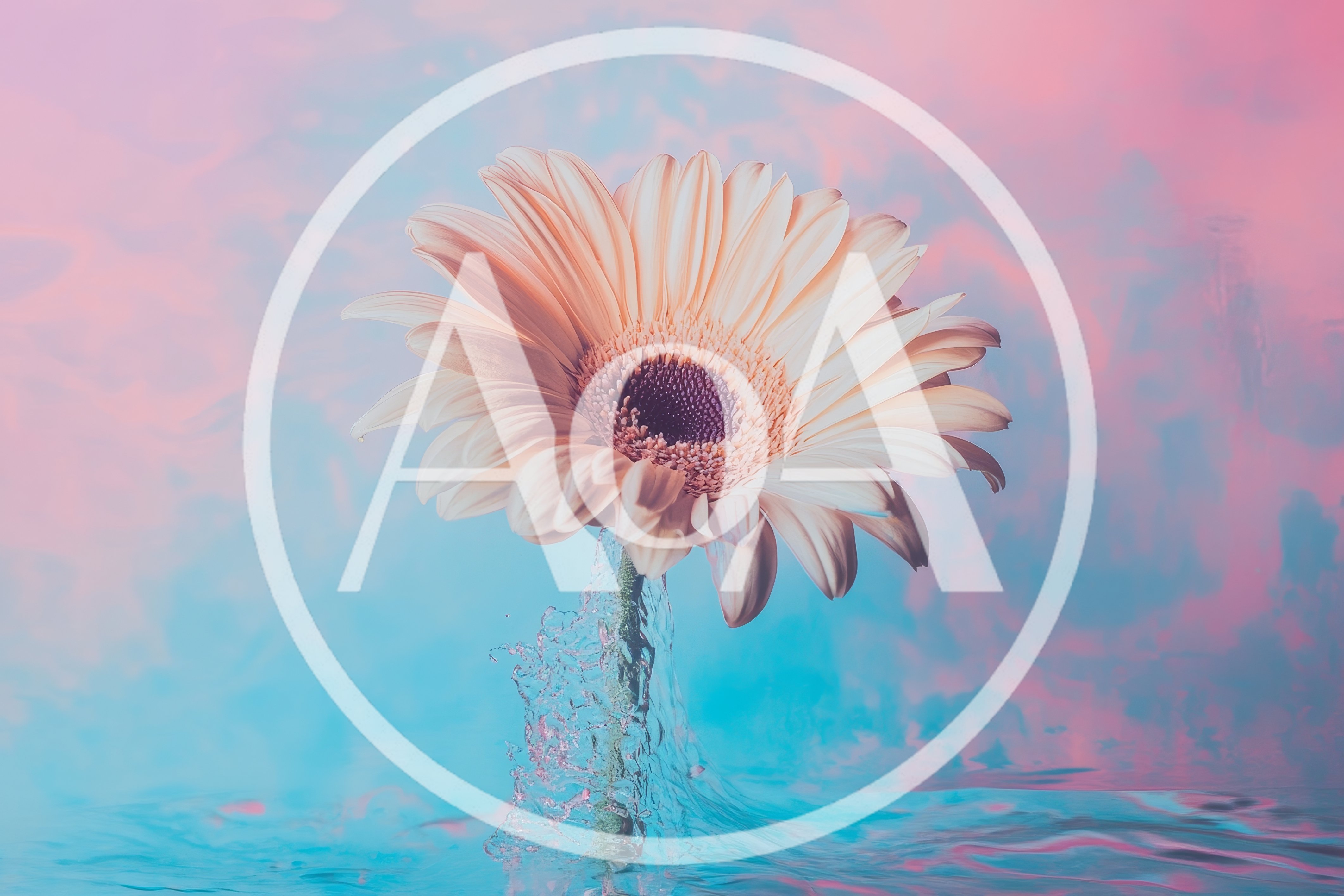 Gerbera Daisy Flower Emerging From Water Surface