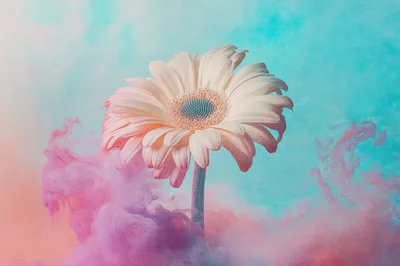 Gerbera Daisy Flower Surrounded By Swirling Pink Ink