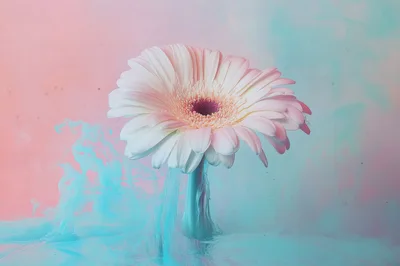 Gerbera Daisy Flower Submerged In Colorful Ink