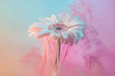 Gerbera Daisy Flower Surrounded By Swirling Pink Ink