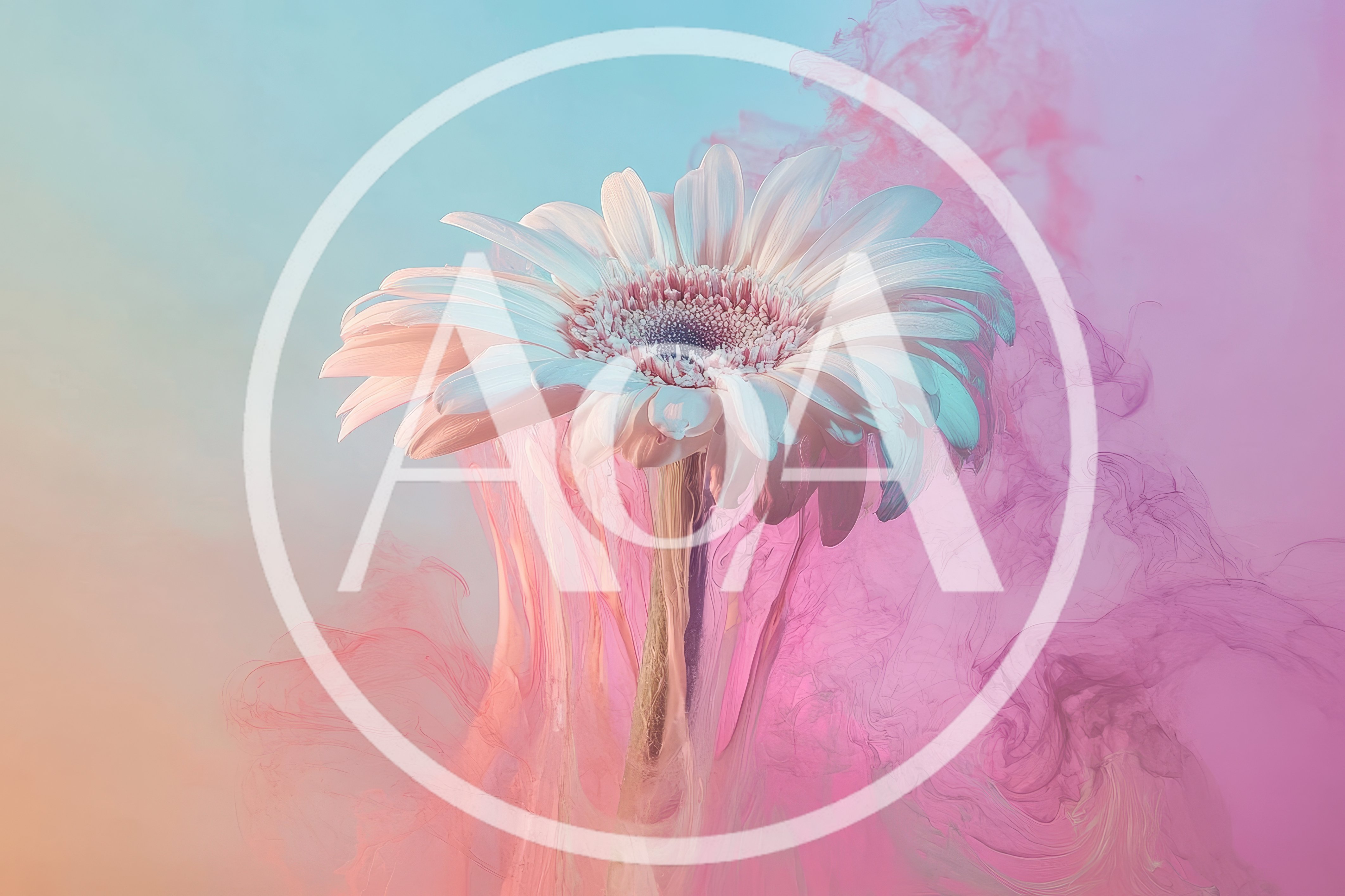 Gerbera Daisy Flower Surrounded By Swirling Pink Ink