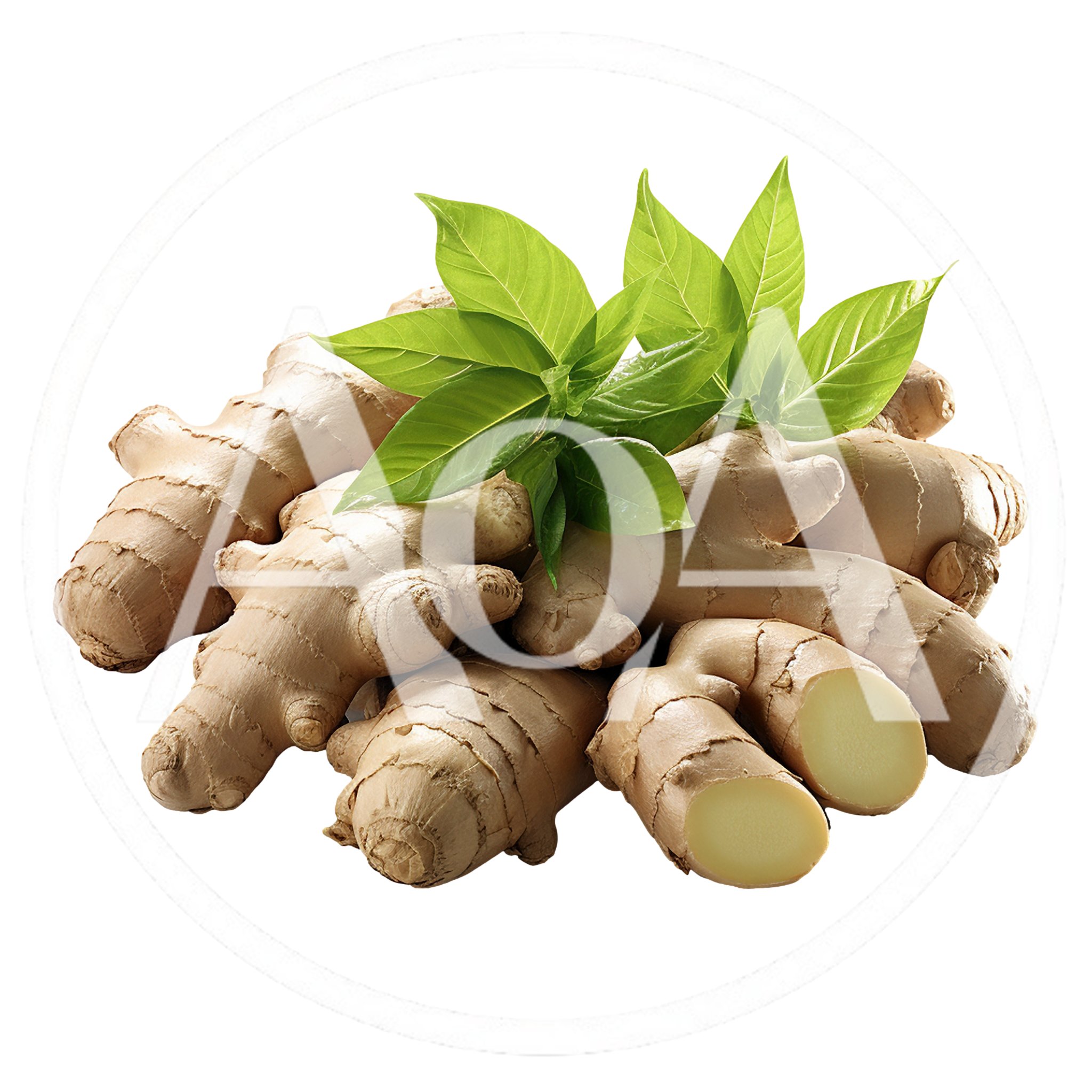 Fresh Ginger Root With Green Leaves