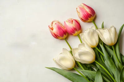Bouquet of Pink and White Tulips on White Background