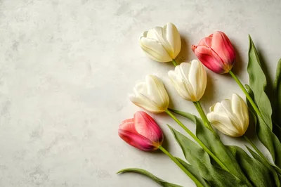 White and Pink Tulips on Textured Grey Background