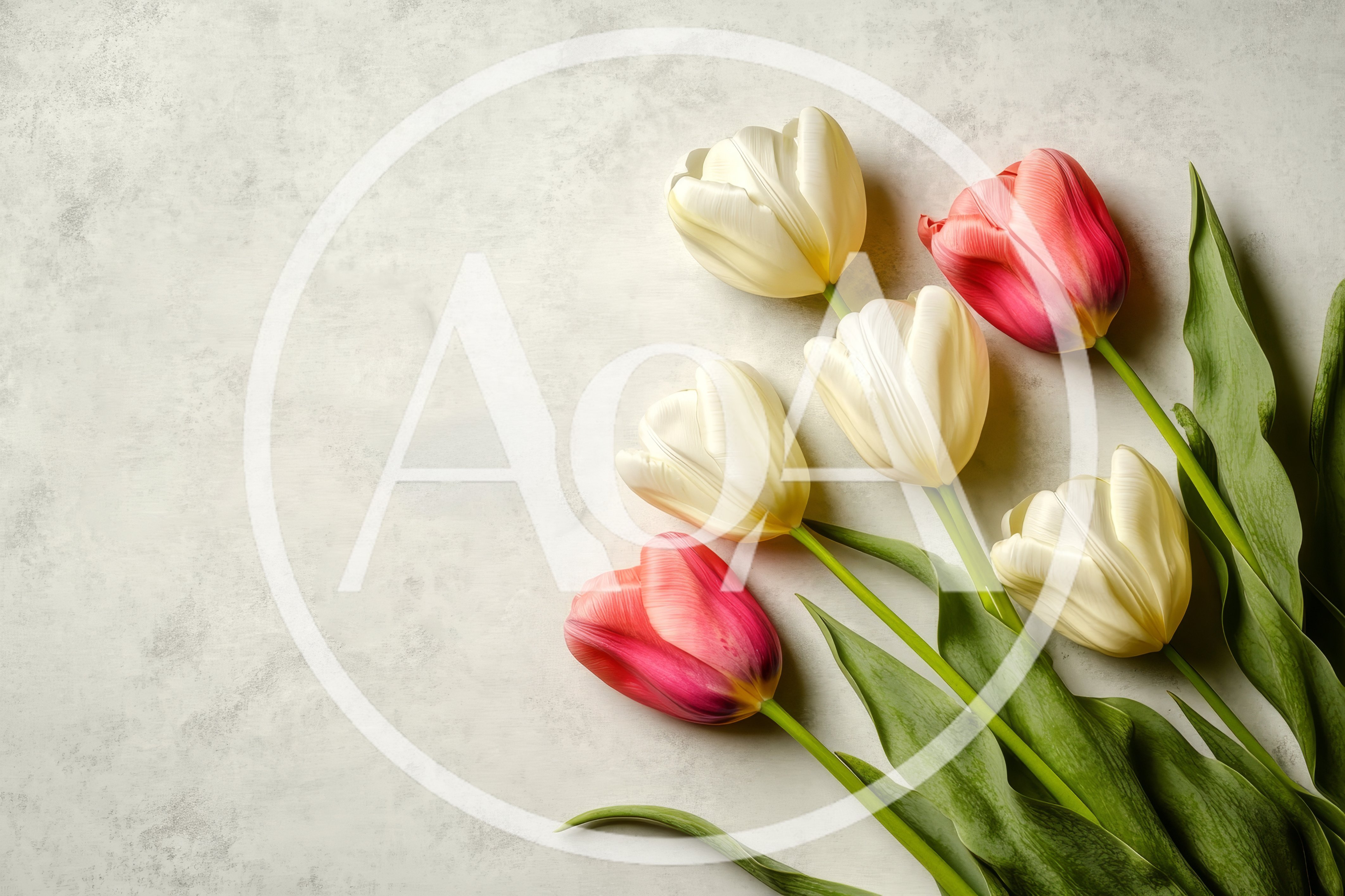 White and Pink Tulips on Textured Grey Background