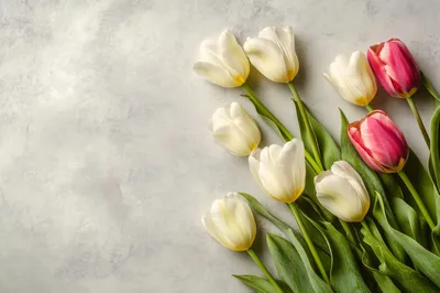 White and Pink Tulips on Textured Grey Background