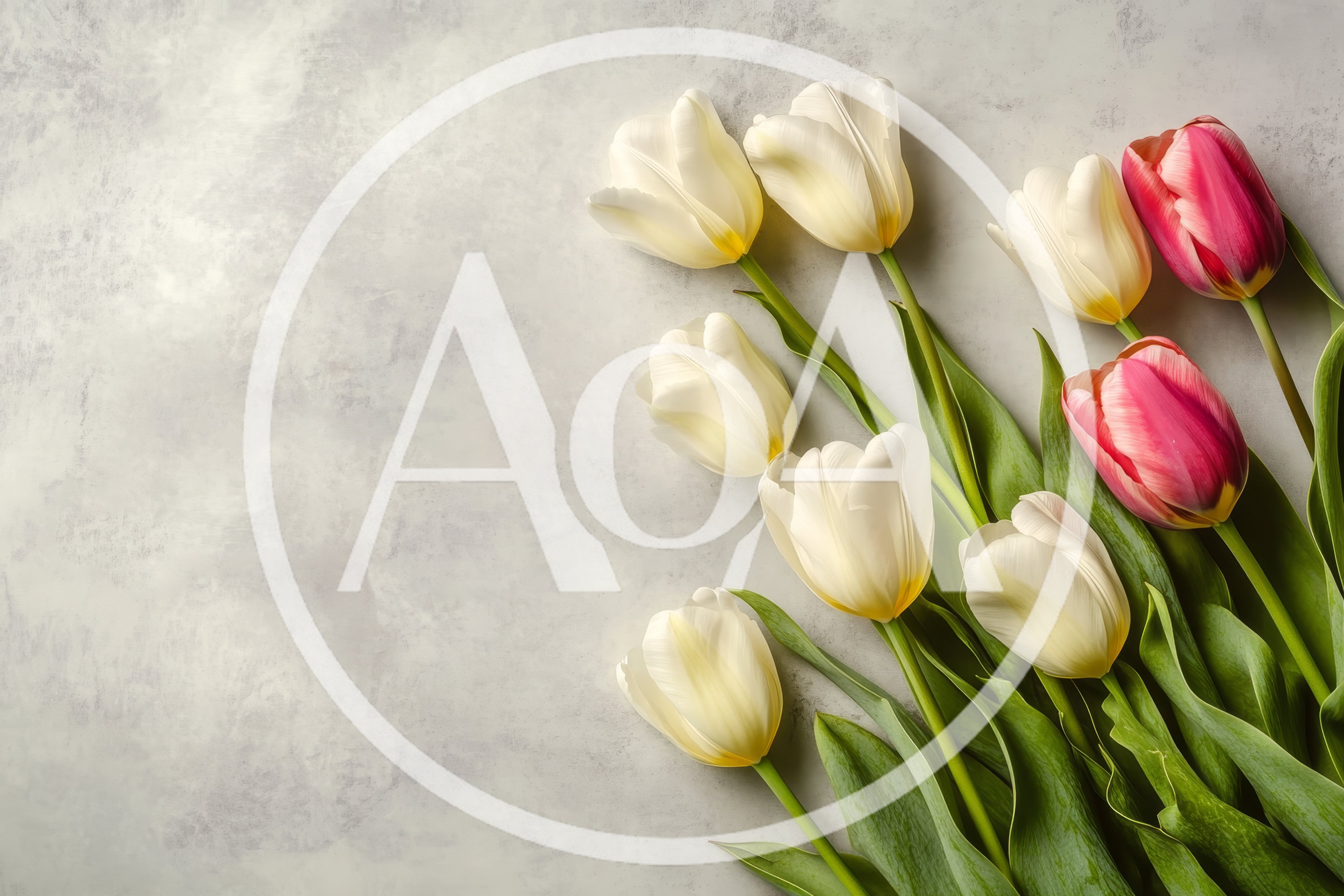 White and Pink Tulips on Textured Grey Background
