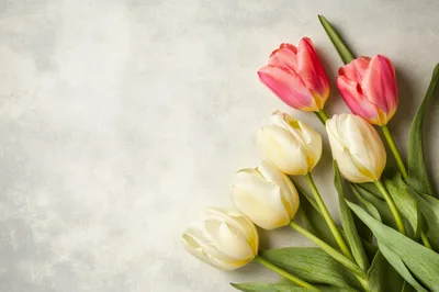 Fresh Pink and White Tulips on Textured Background