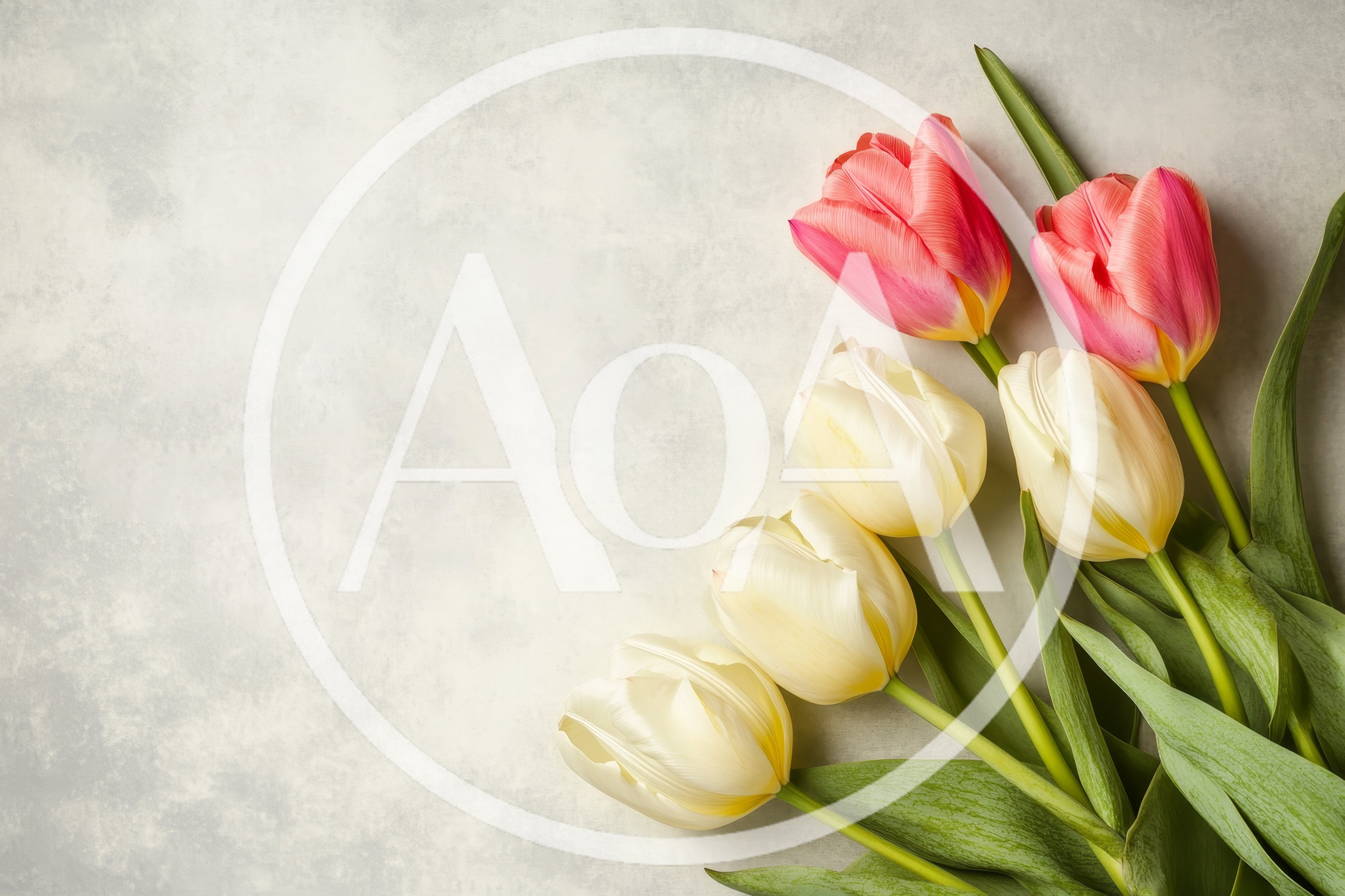 Fresh Pink and White Tulips on Textured Background