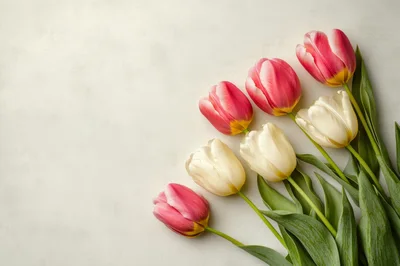 Pink and White Tulips on Textured Background
