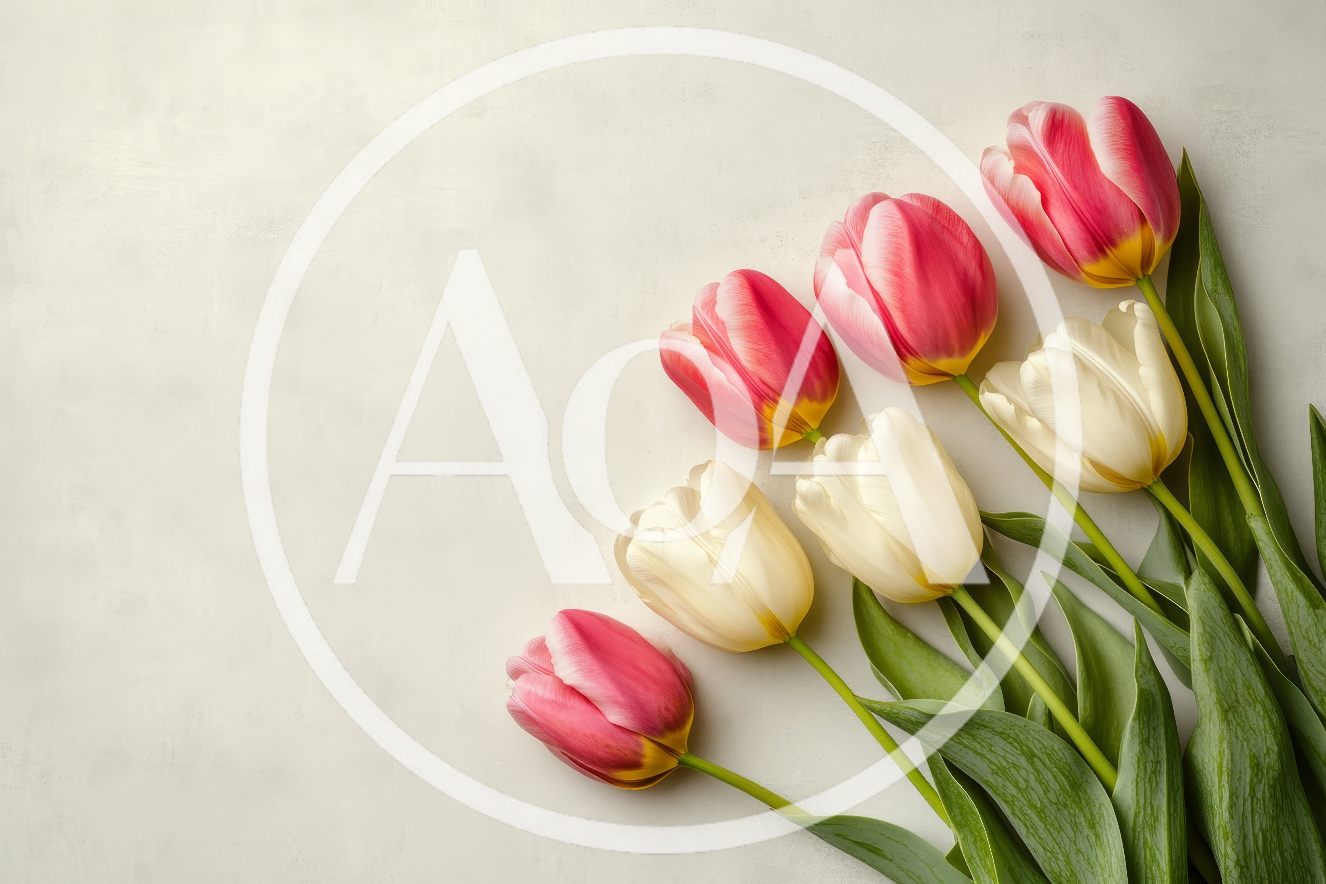 Pink and White Tulips on Textured Background