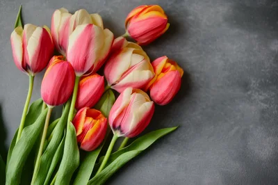 Bouquet Of Pink And Yellow Tulips On Grey Background