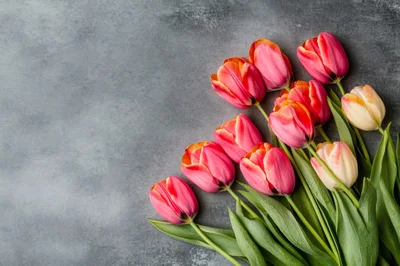 Bouquet Of Fresh Pink And White Tulips